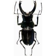 CANTHAROLETHRUS STEINHEILI